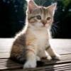 cutekitten